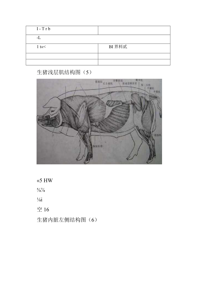 猪各部位详细结构图.docx_第3页