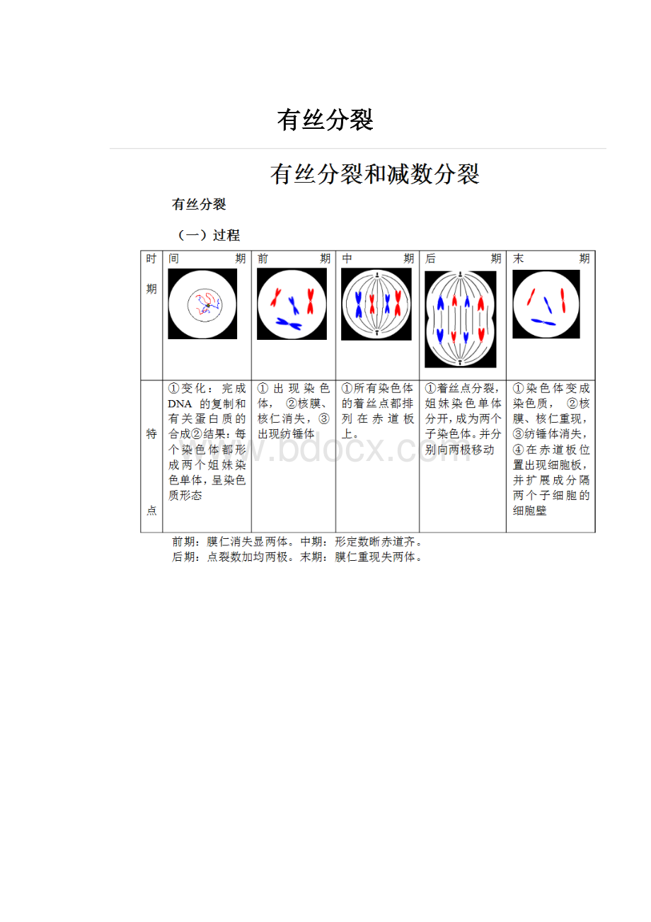 有丝分裂.docx_第1页