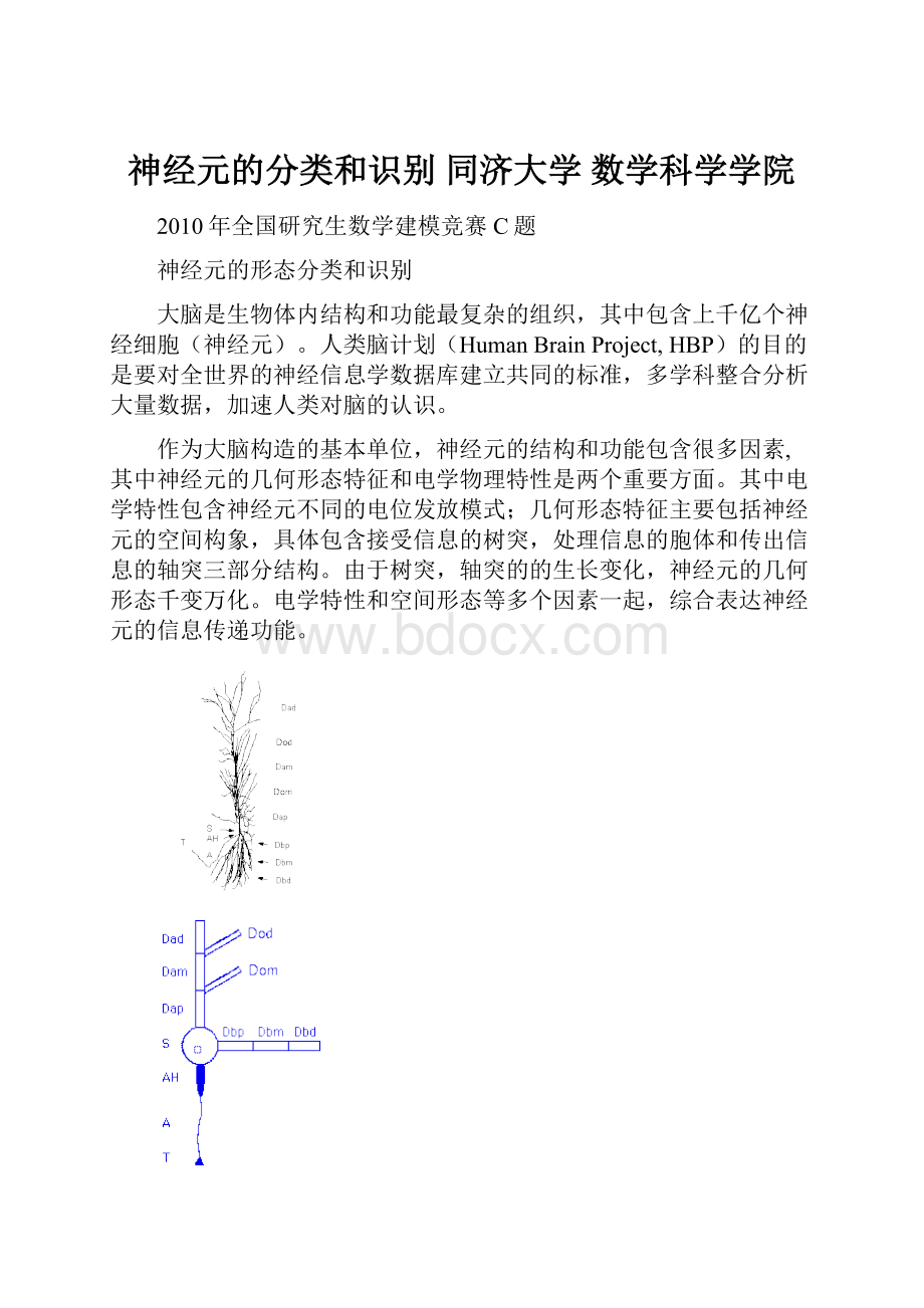 神经元的分类和识别同济大学 数学科学学院.docx