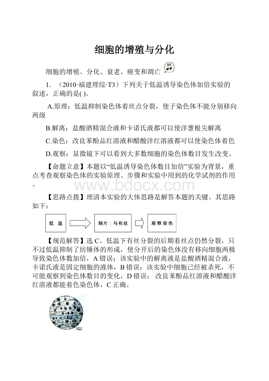 细胞的增殖与分化.docx