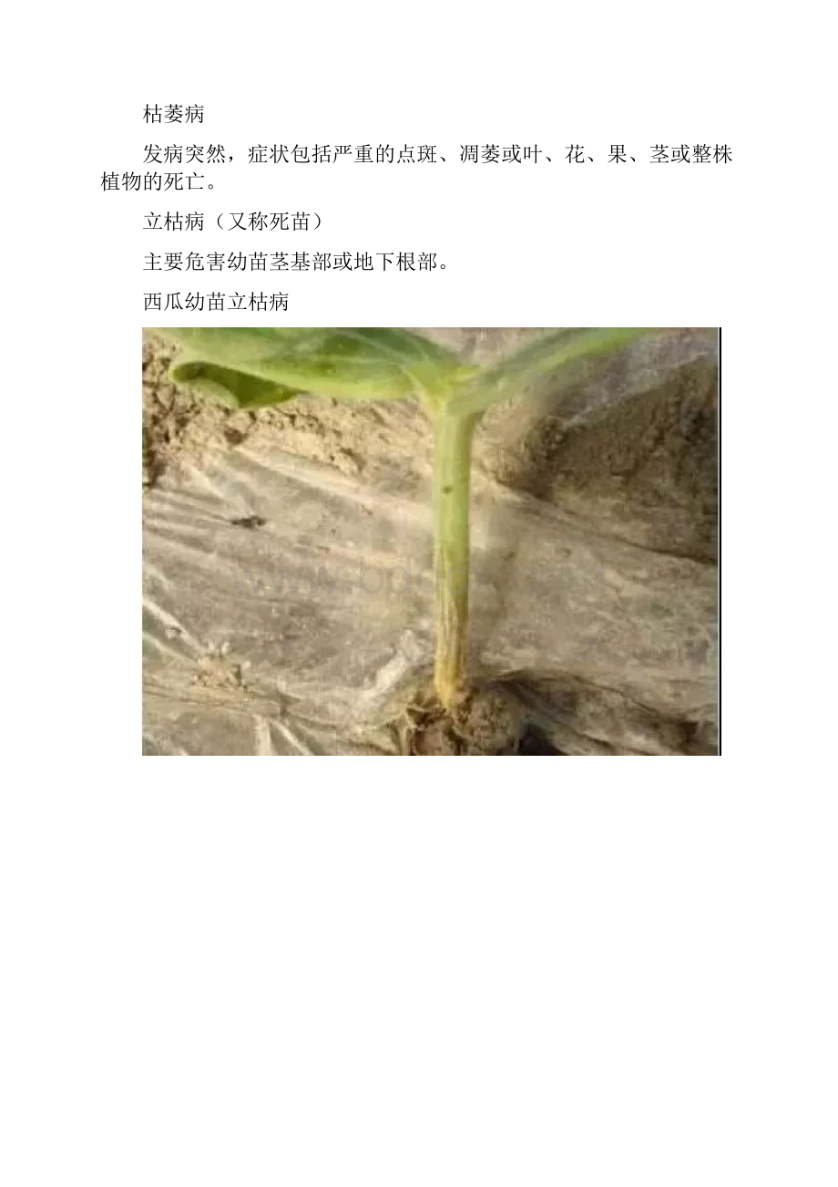 图解斑枯叶枯茎枯蔓枯立枯青枯枯萎有啥区别.docx_第2页