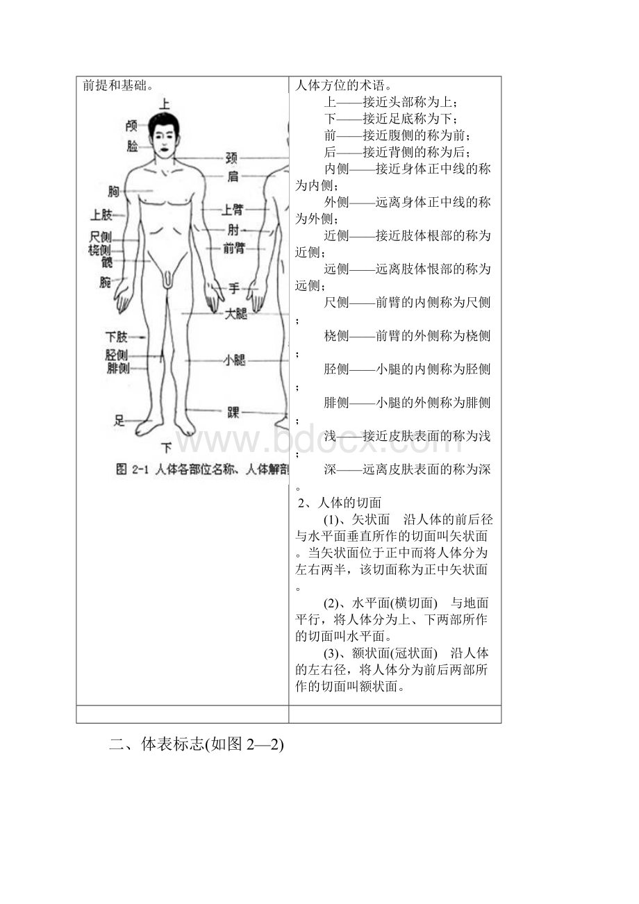 人体各部位名称及体表标志12页word.docx_第2页