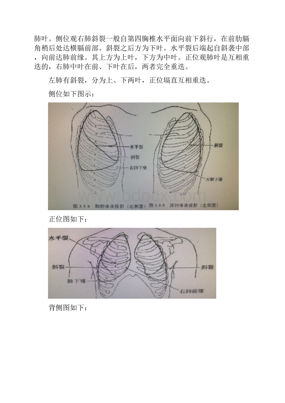 内脏筋膜学习总结.docx_第2页