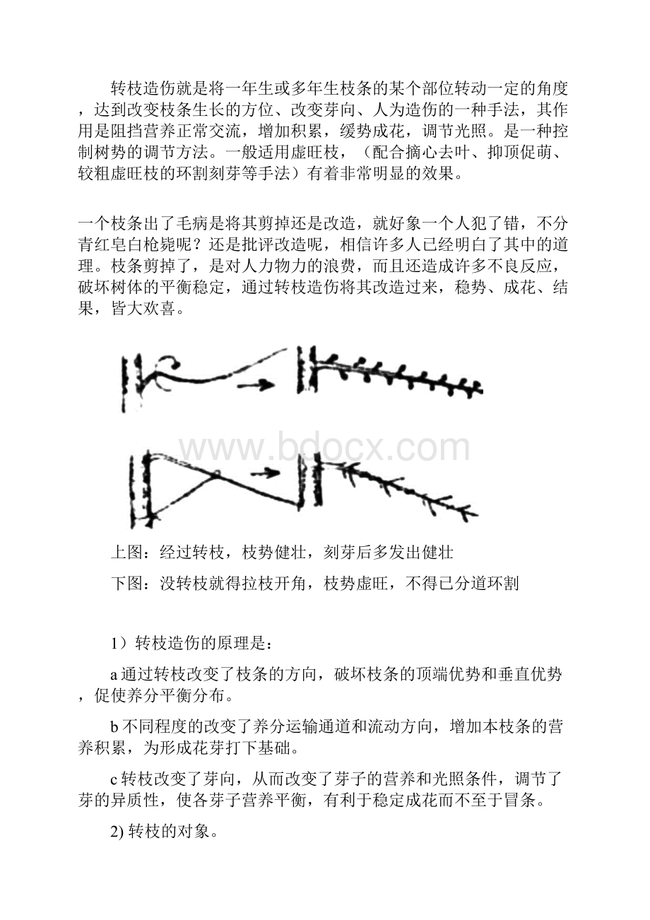 枝势的调节及促花技术之四.docx_第3页