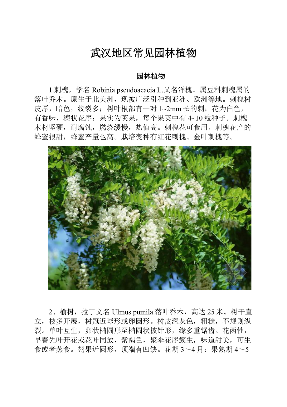 武汉地区常见园林植物.docx