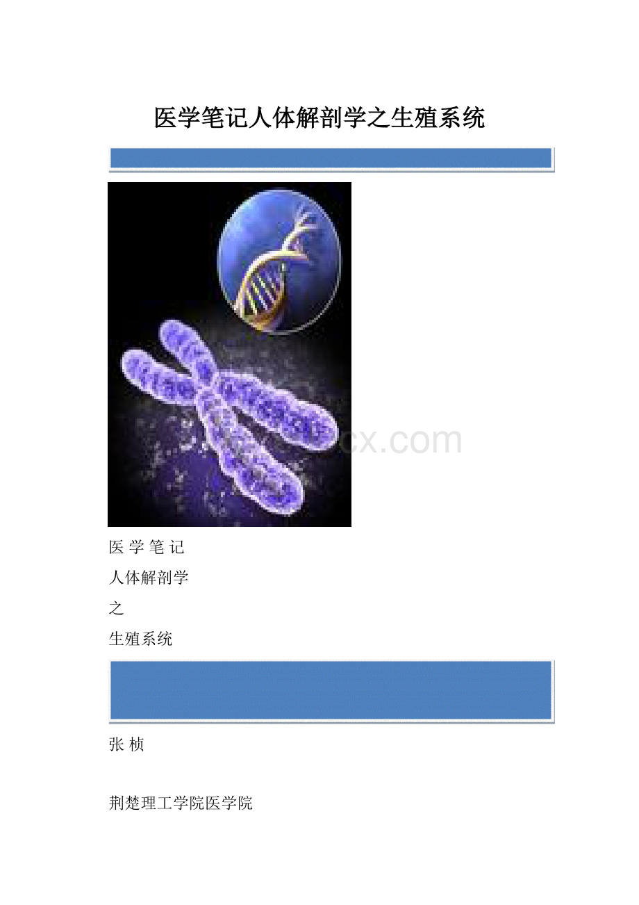 医学笔记人体解剖学之生殖系统.docx