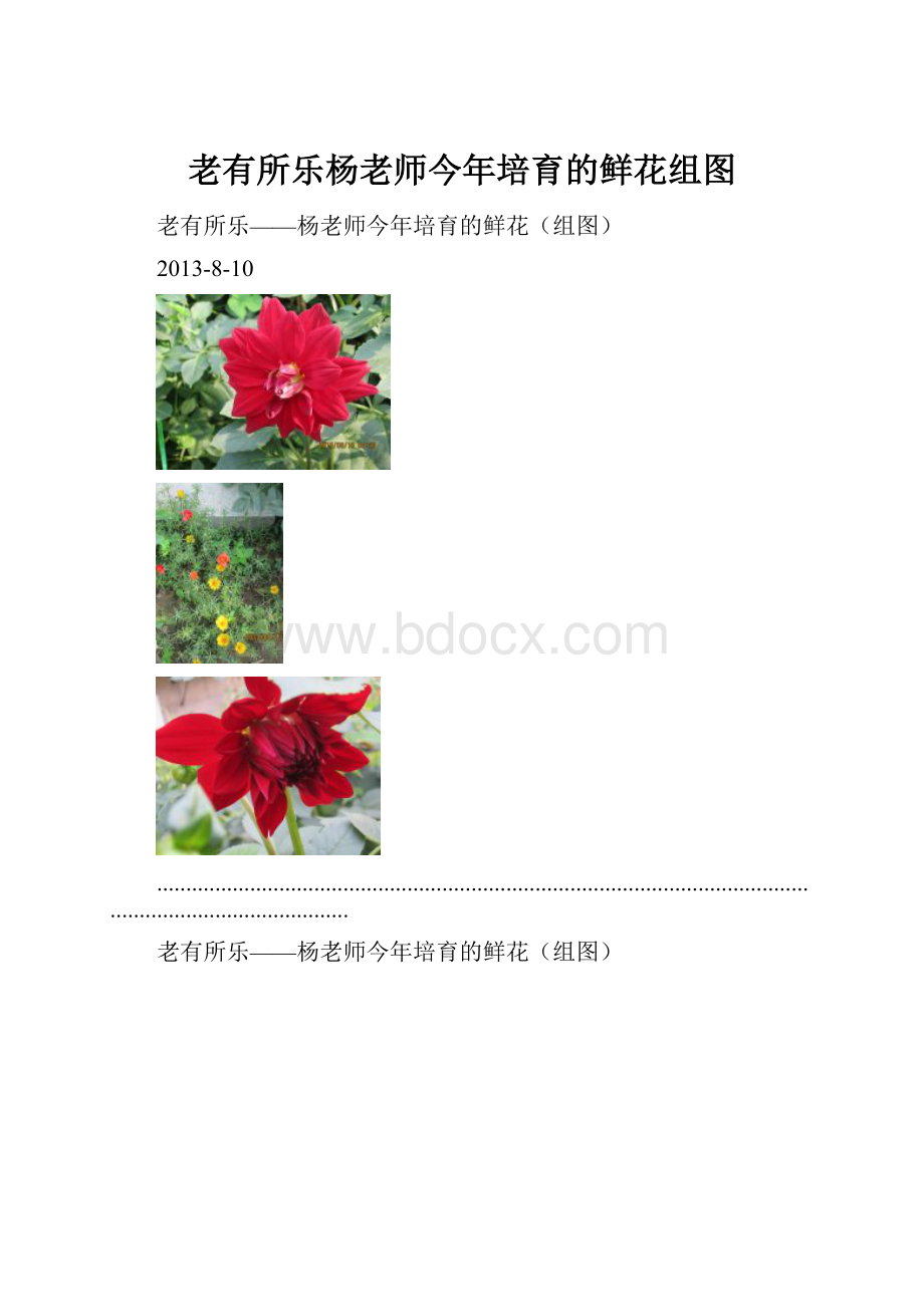 老有所乐杨老师今年培育的鲜花组图.docx