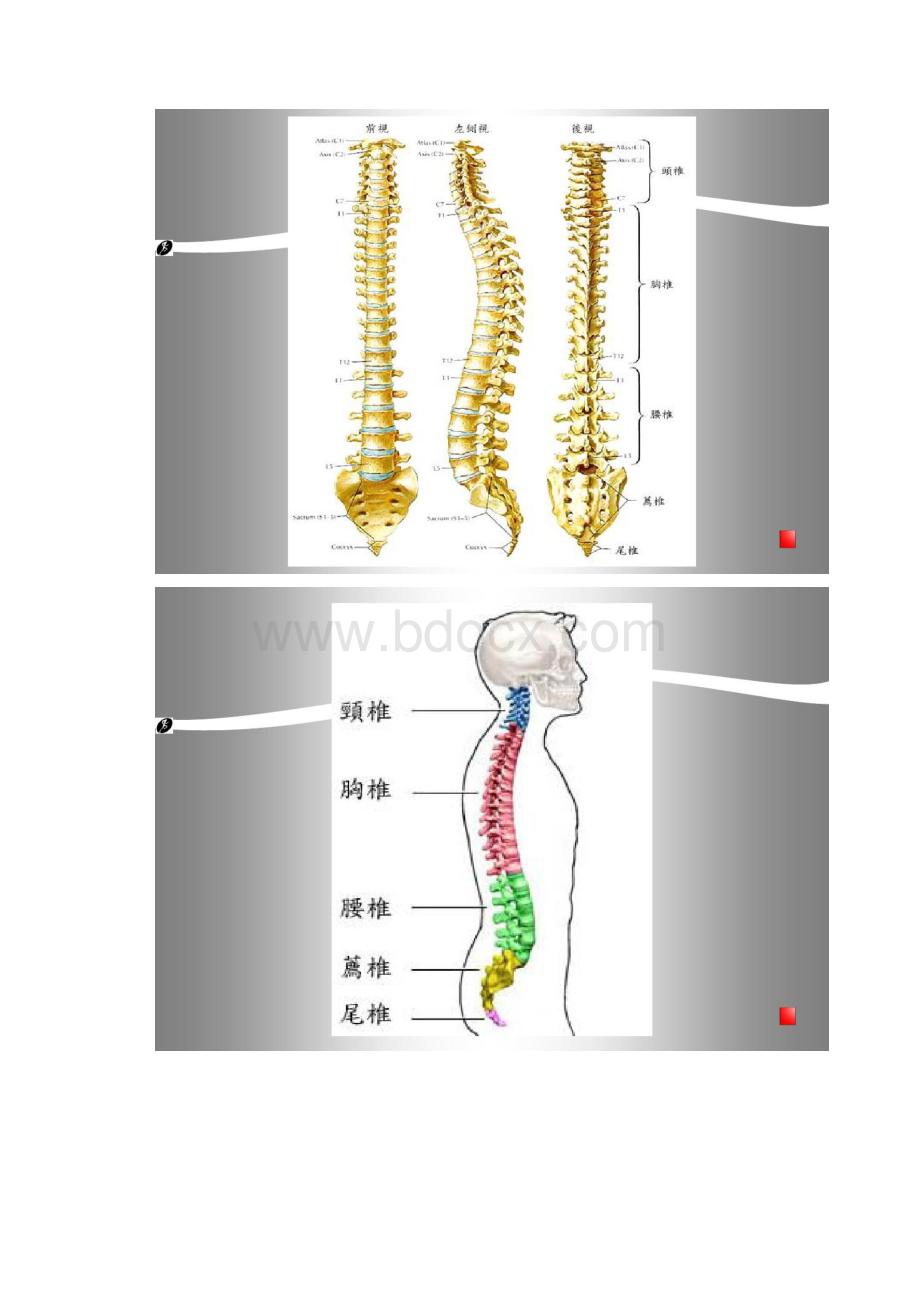 脊柱解剖学基础汇总.docx_第2页