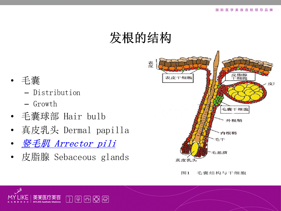 生发项目课件.ppt_第2页