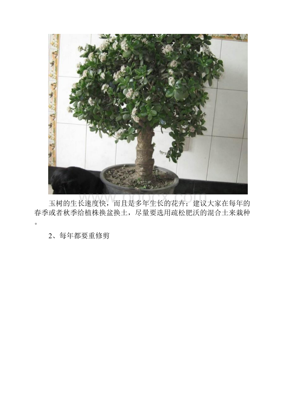 玉树金枝玉叶芦荟怎么才能养好.docx_第3页