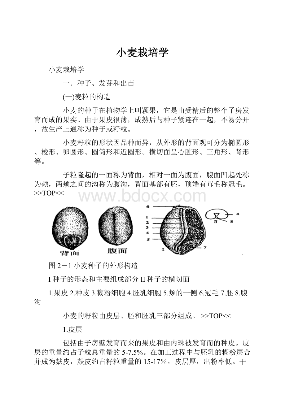 小麦栽培学.docx