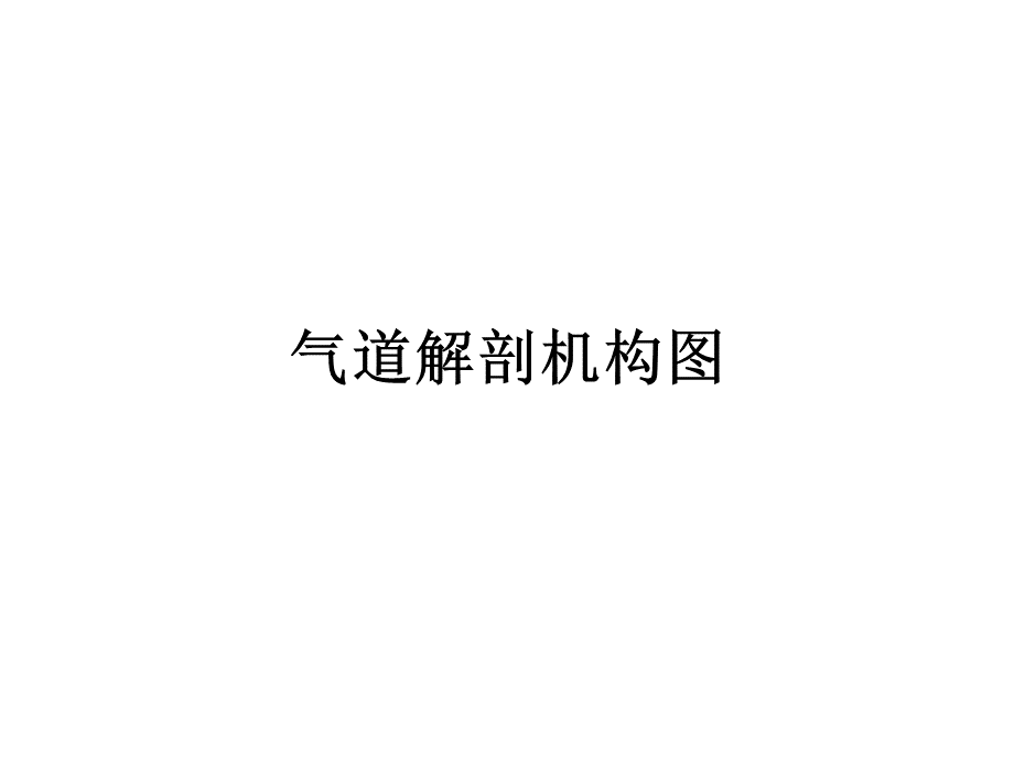 纤维支气管镜解剖.ppt