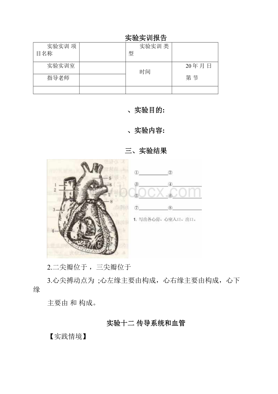 解剖实训实验报告下实验十一心的位置.docx_第2页