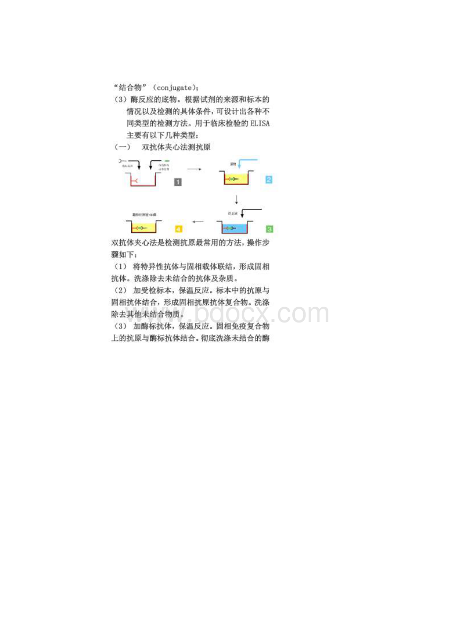 ELISA原理和分类附图解.docx_第2页