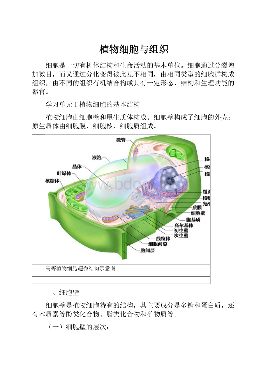 植物细胞与组织.docx