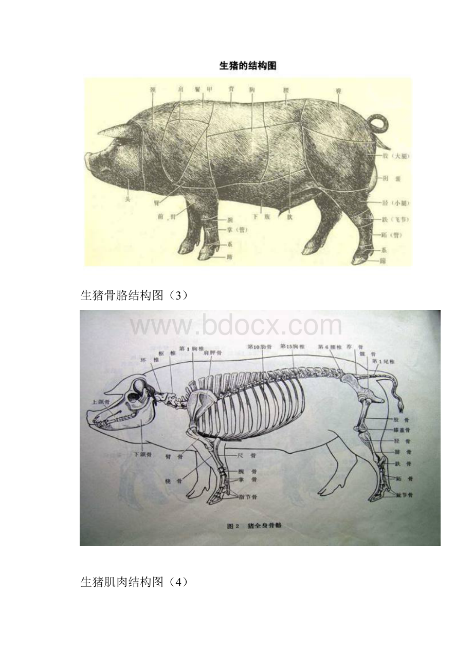 猪各部位详细结构图.docx_第2页