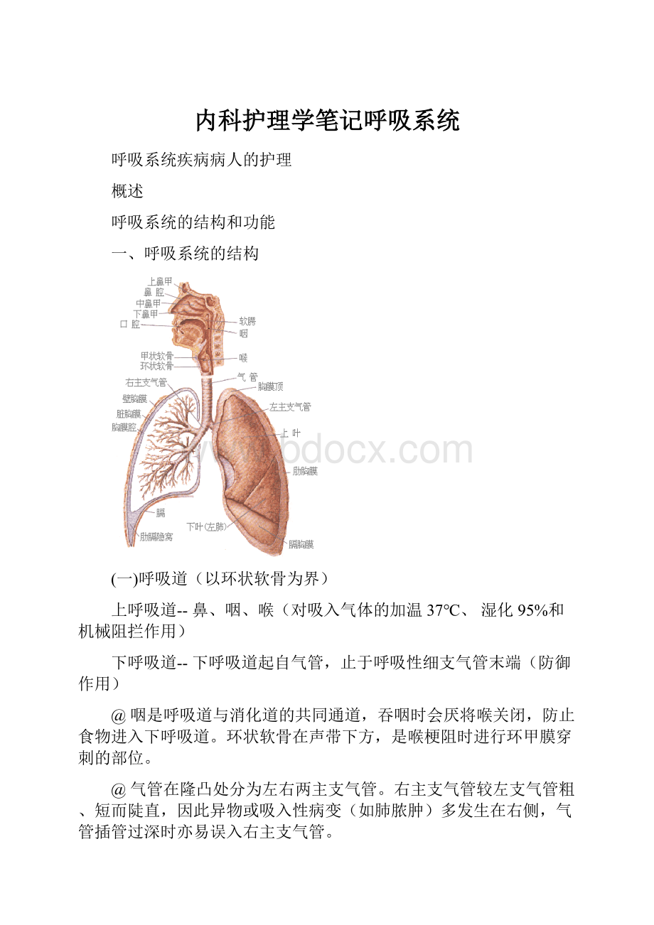 内科护理学笔记呼吸系统.docx