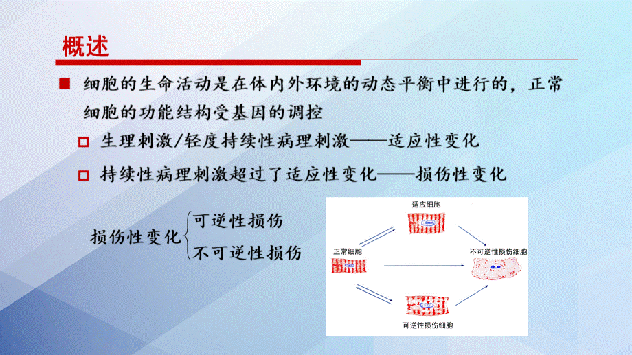 细胞和组织的适应、损伤与修复 细胞和组织的适应、损伤与修复.pptx_第2页