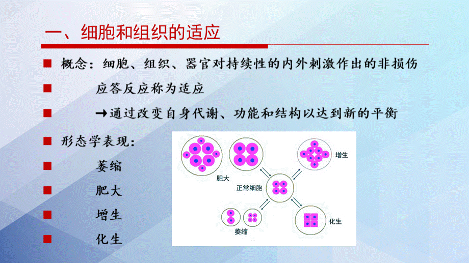 细胞和组织的适应、损伤与修复 细胞和组织的适应、损伤与修复.pptx_第3页