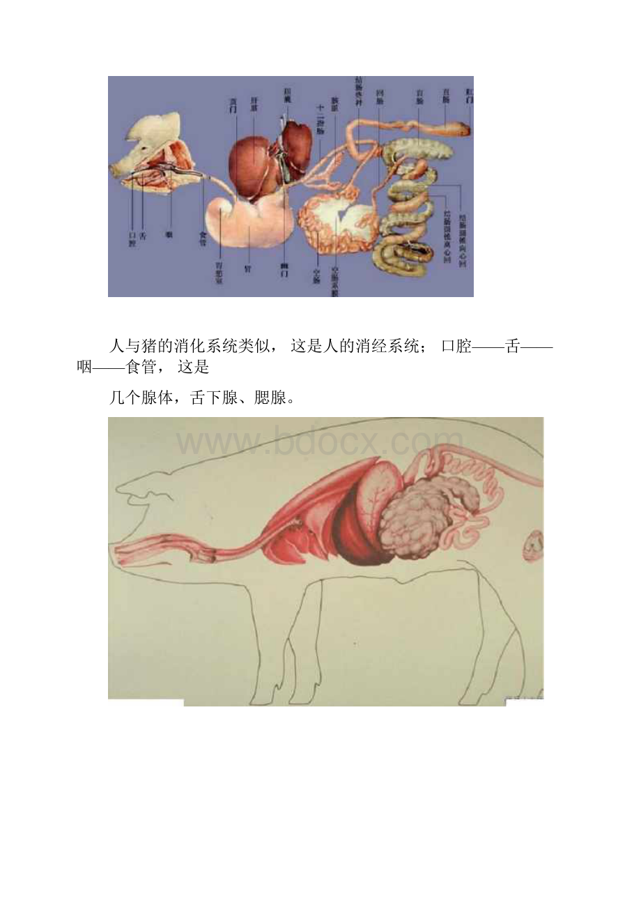 图解猪的消化系统.docx_第2页