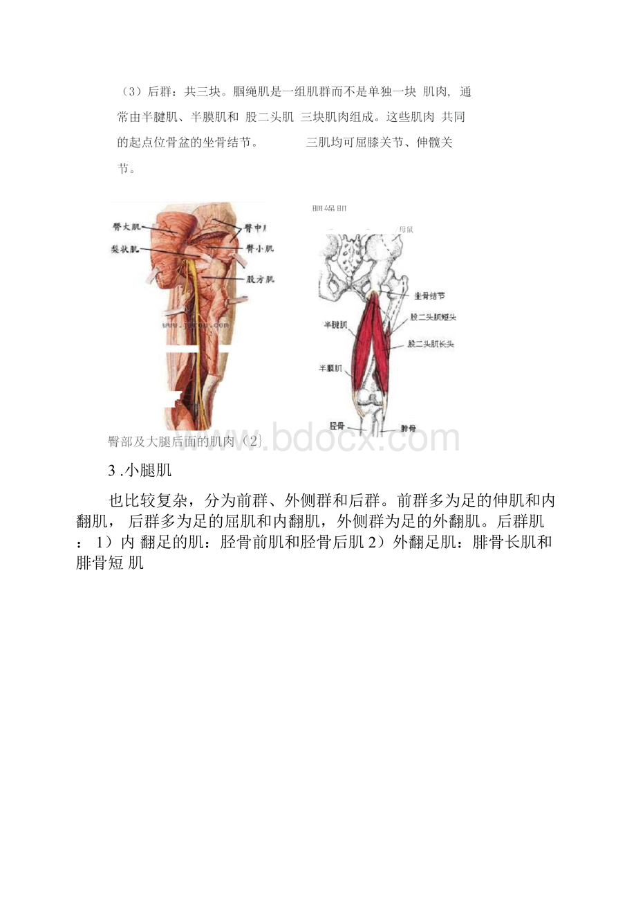 膝过伸的原因及康复.docx_第3页