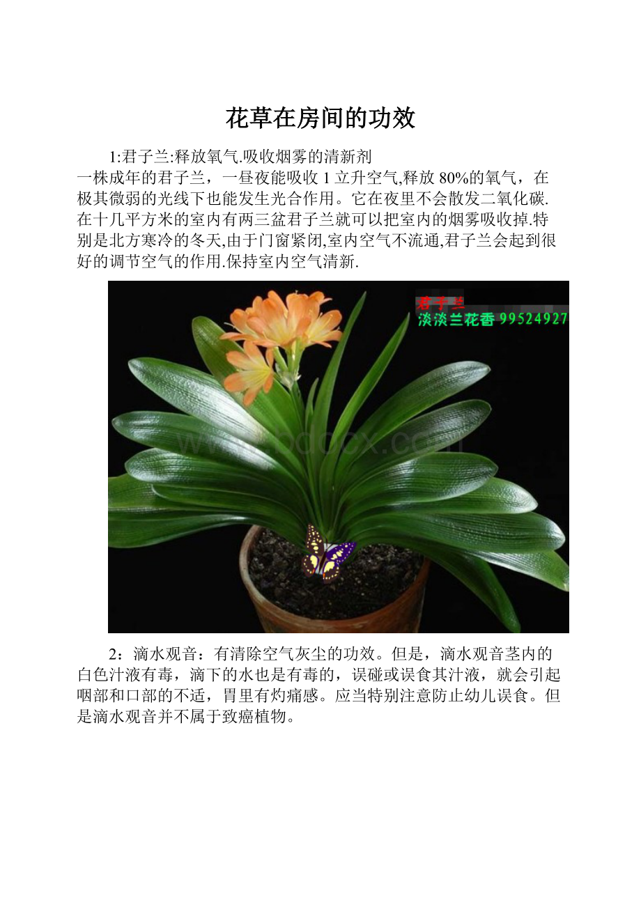 花草在房间的功效.docx