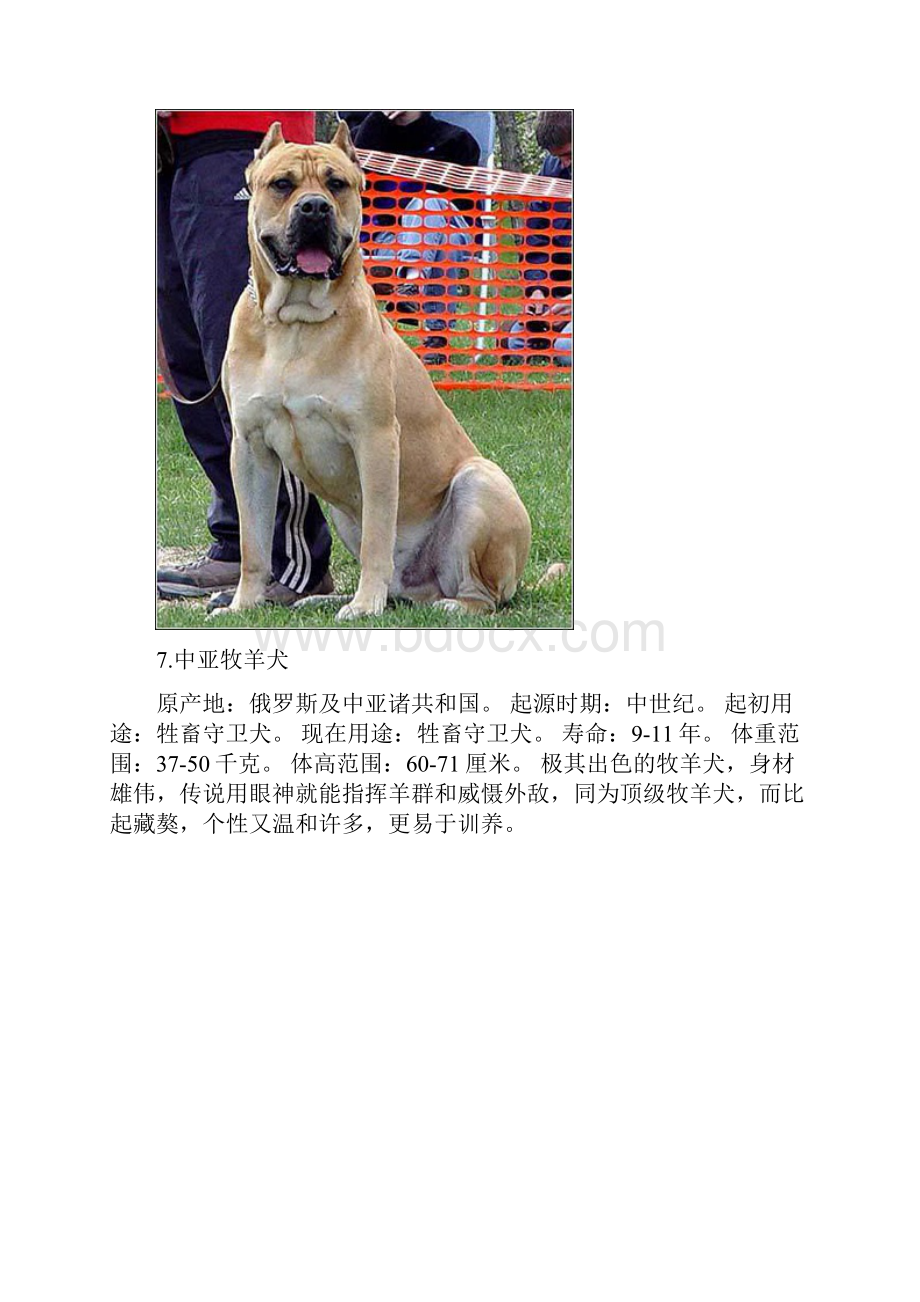 世界明犬大全.docx_第3页