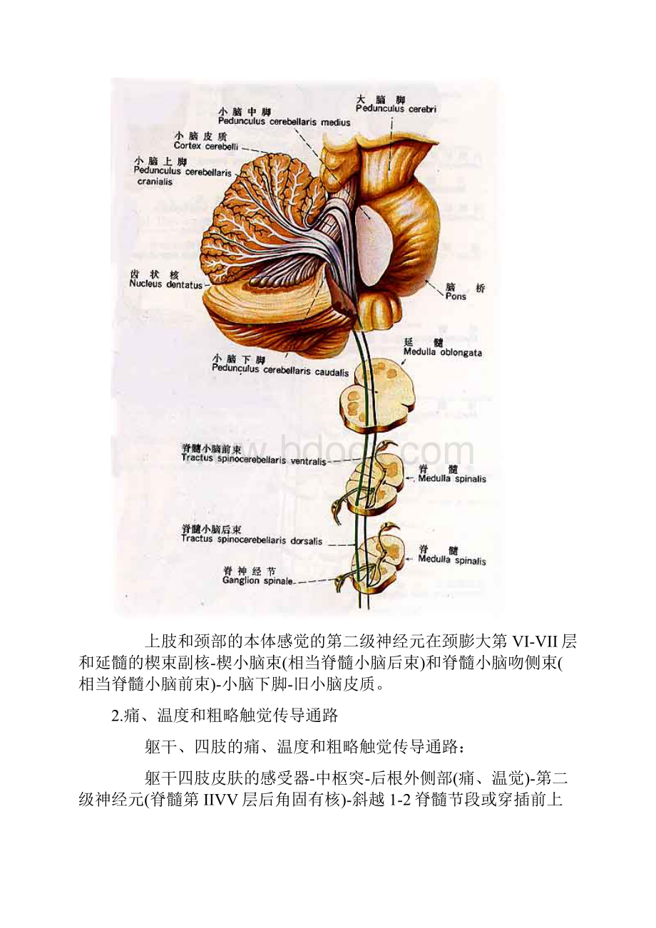 各种传导通路汇总.docx_第3页