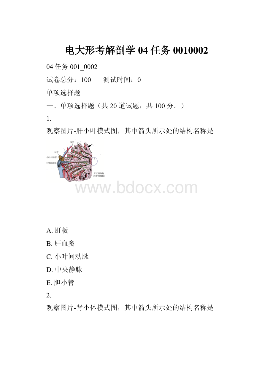 电大形考解剖学04任务0010002.docx