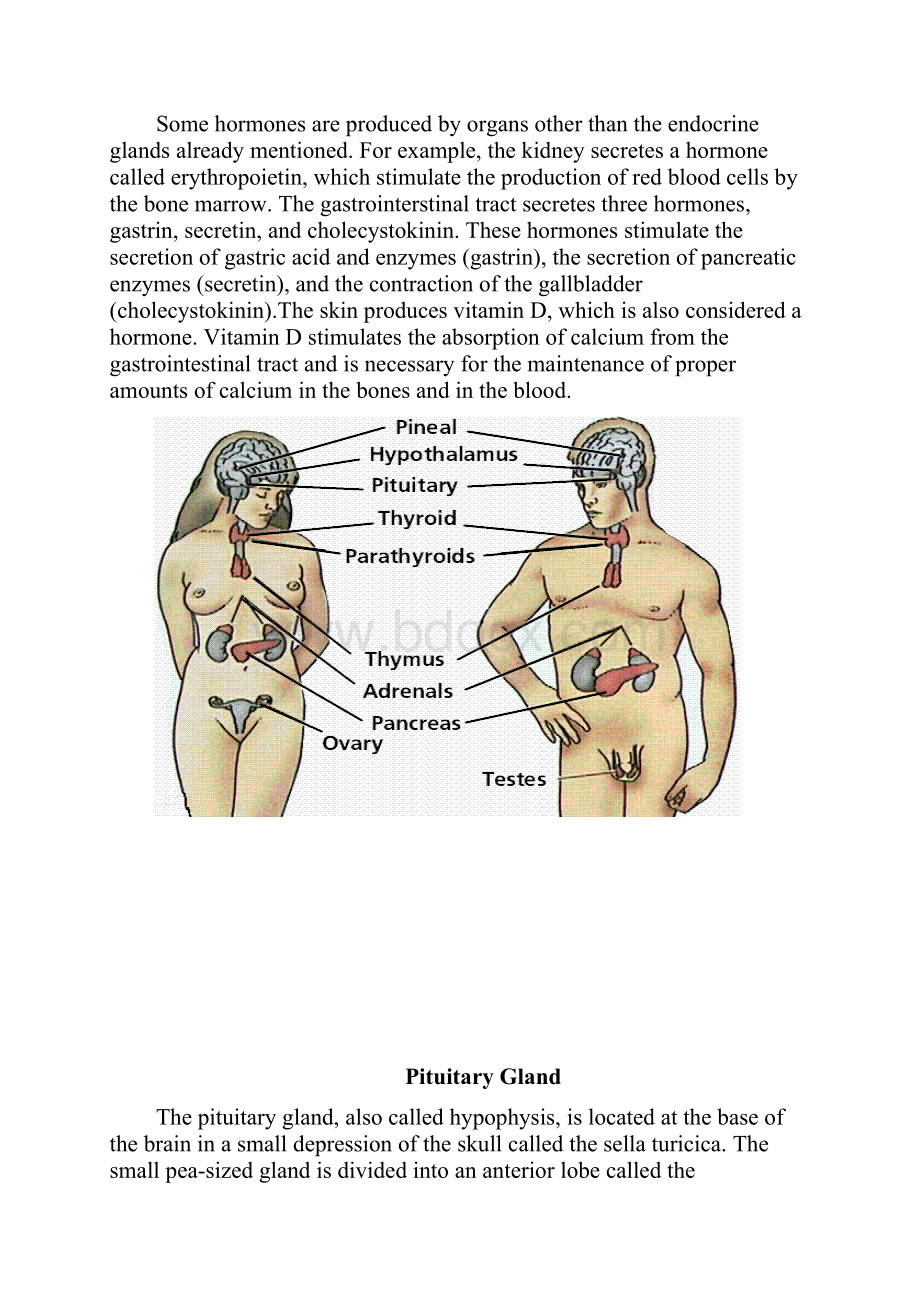 医学英语chapter10 Endocrine System.docx_第2页