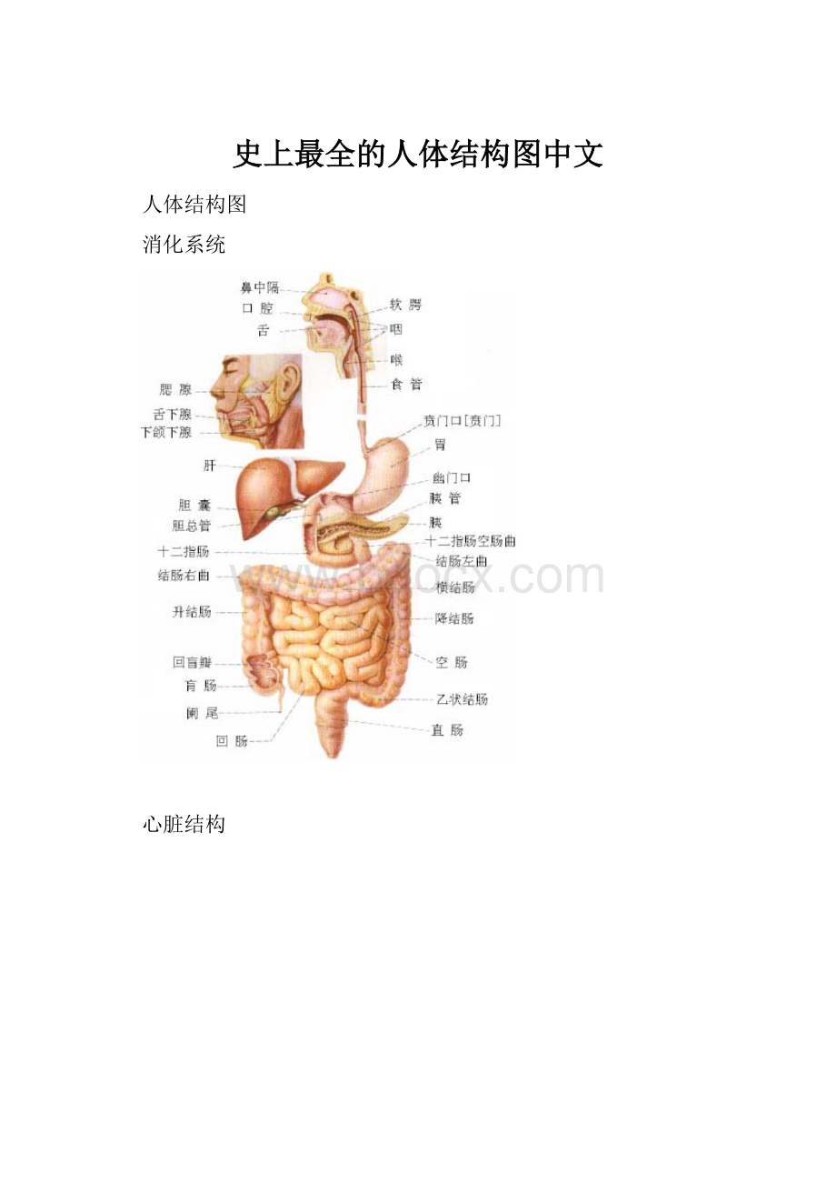 史上最全的人体结构图中文.docx_第1页