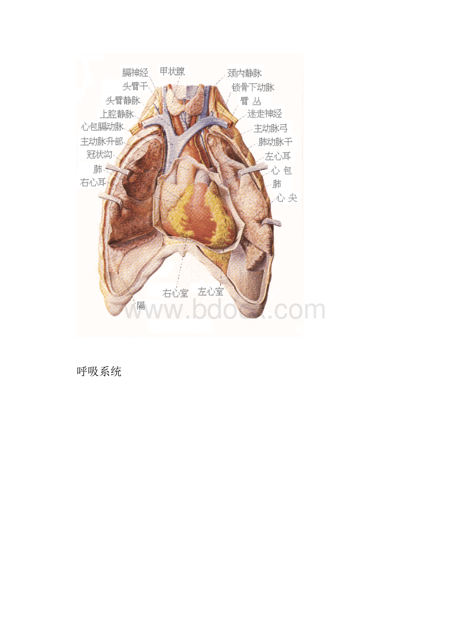 史上最全的人体结构图中文.docx_第2页