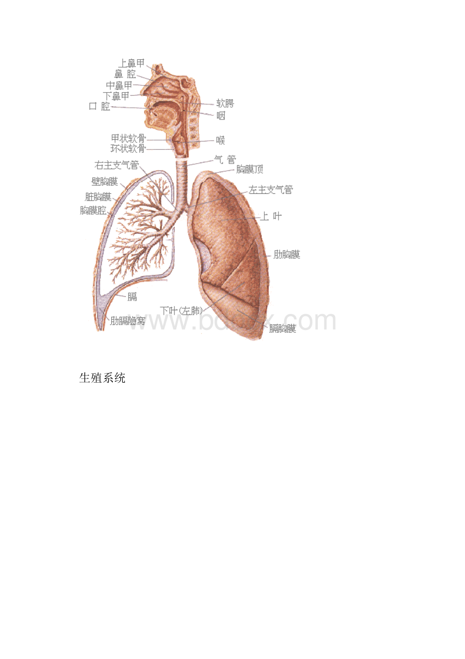 史上最全的人体结构图中文.docx_第3页