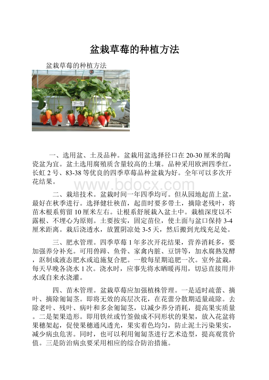 盆栽草莓的种植方法.docx