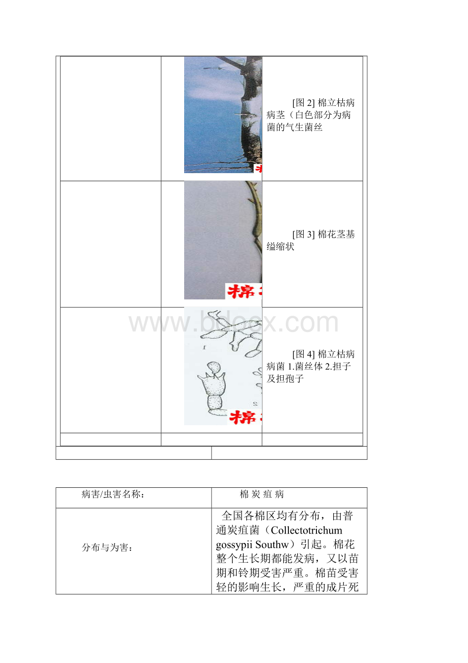 棉花病虫草害实用原色图谱下.docx_第3页