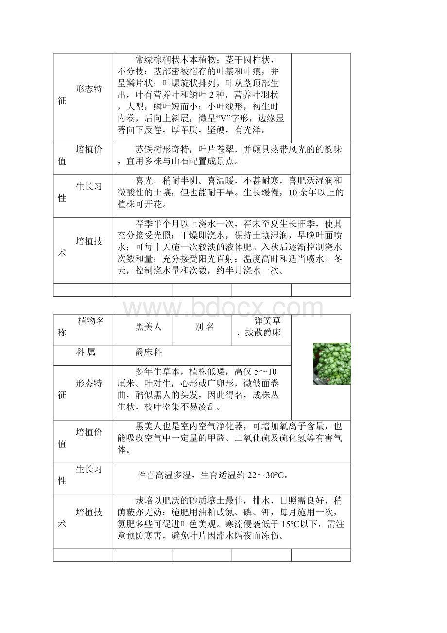 50种盆栽植物图片及名称.docx_第3页