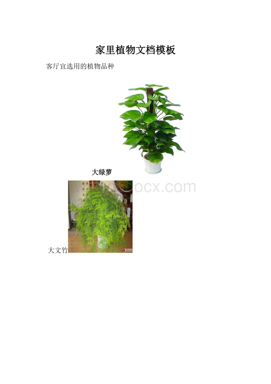 家里植物文档模板.docx_第1页