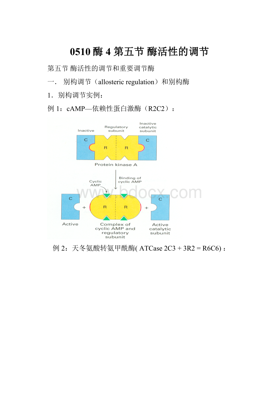 0510酶4 第五节 酶活性的调节.docx