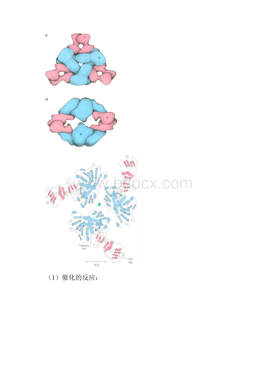 0510酶4 第五节 酶活性的调节.docx_第2页