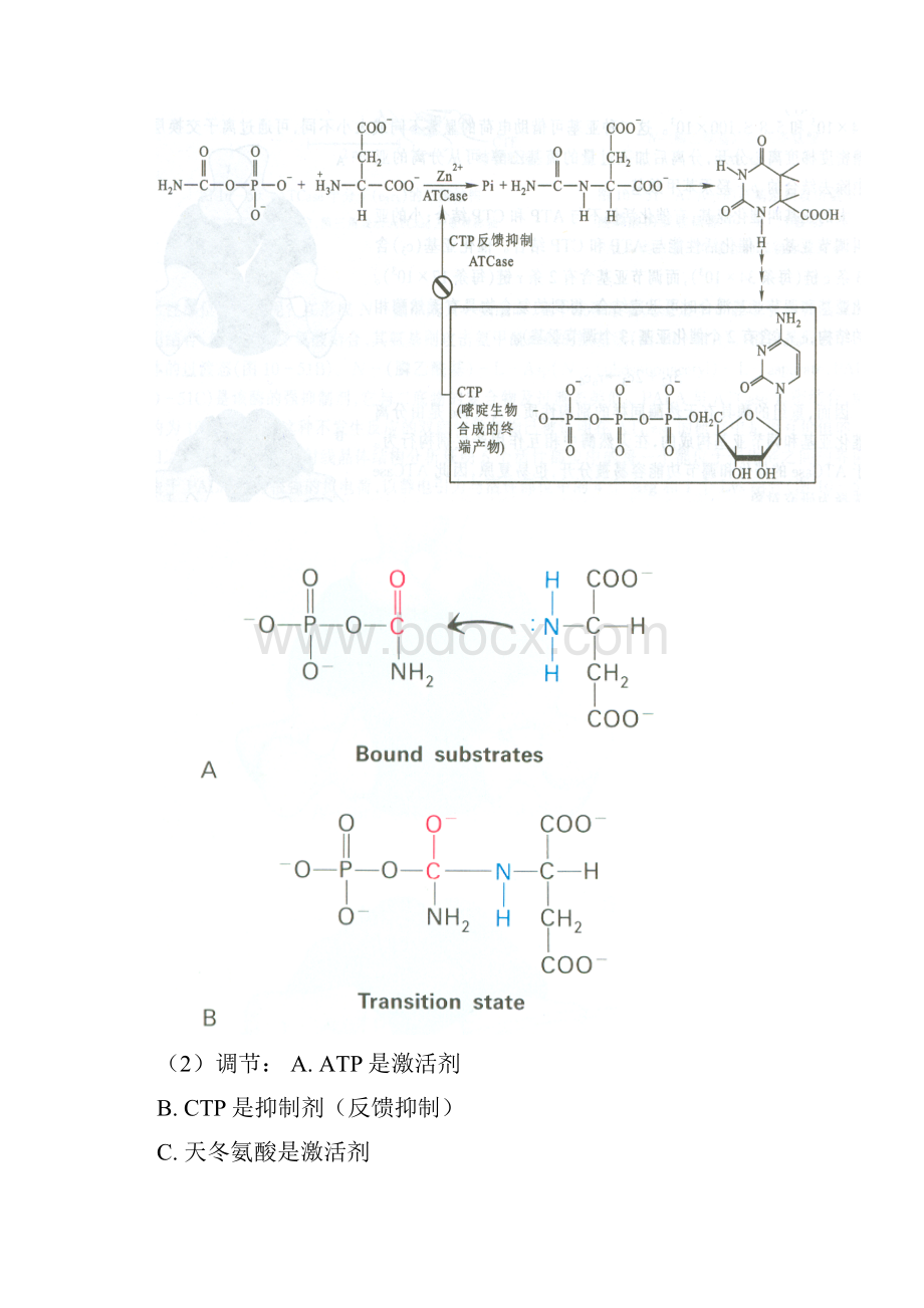 0510酶4 第五节 酶活性的调节.docx_第3页