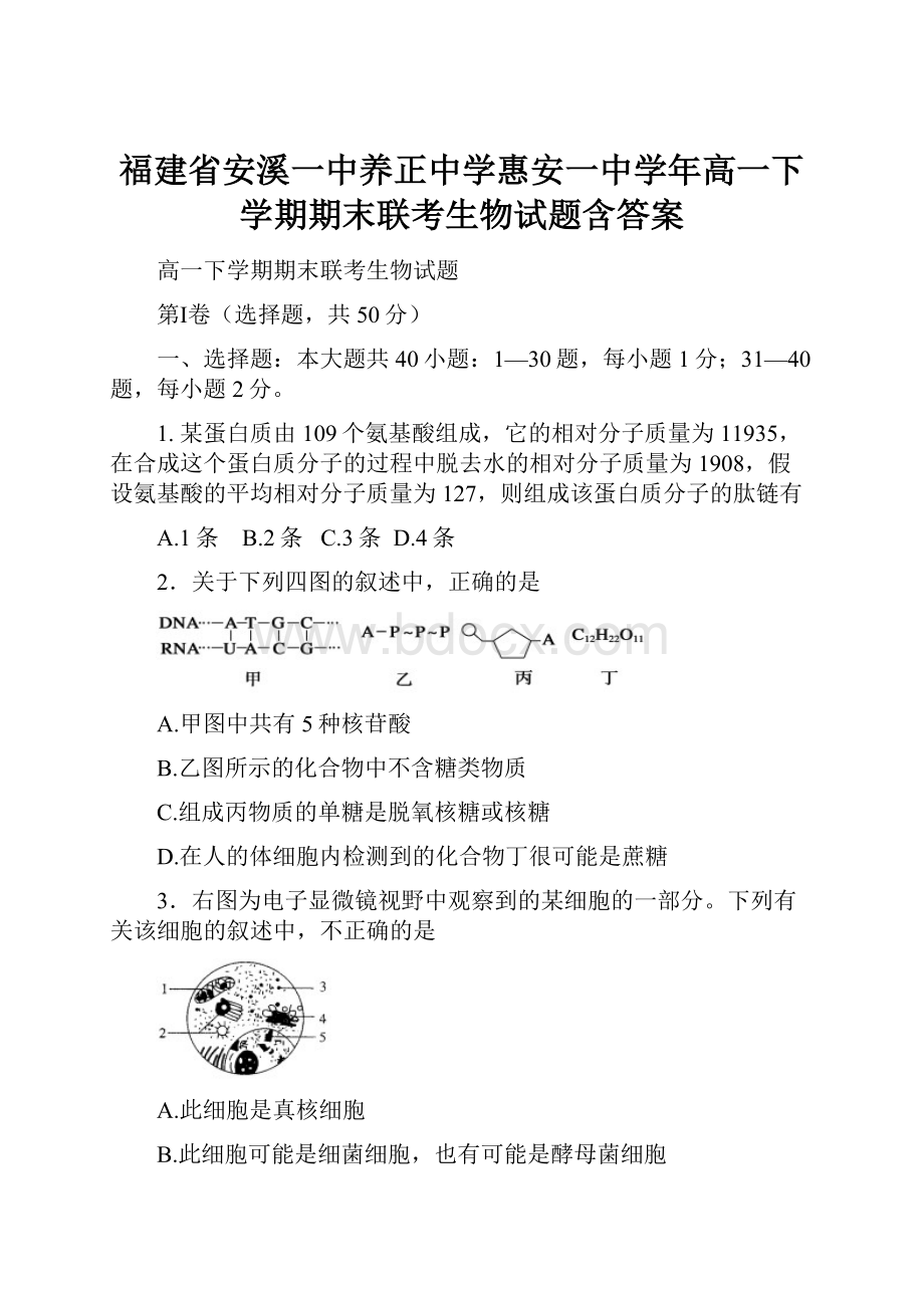 福建省安溪一中养正中学惠安一中学年高一下学期期末联考生物试题含答案.docx_第1页