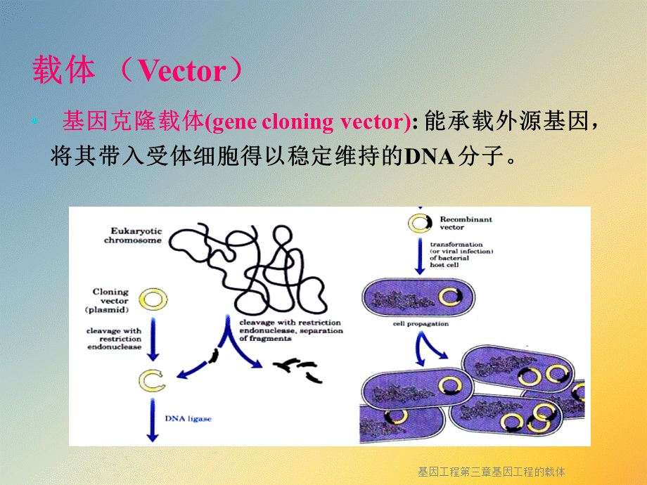 基因工程第三章基因工程的载体.ppt_第2页