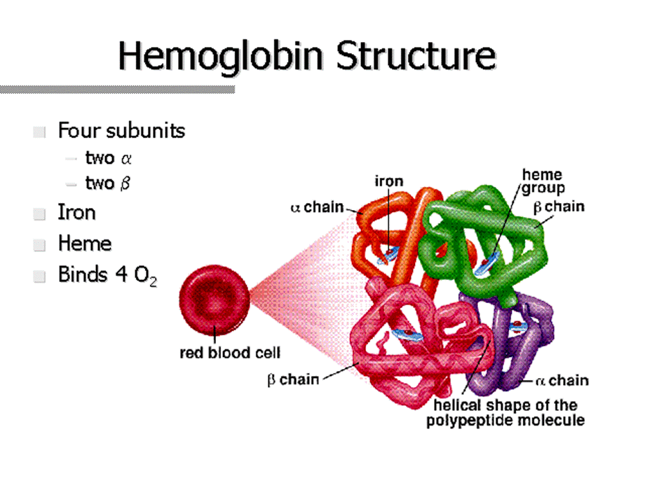 内科学英文课件：Iron-Deficiency-Anemia.ppt_第2页