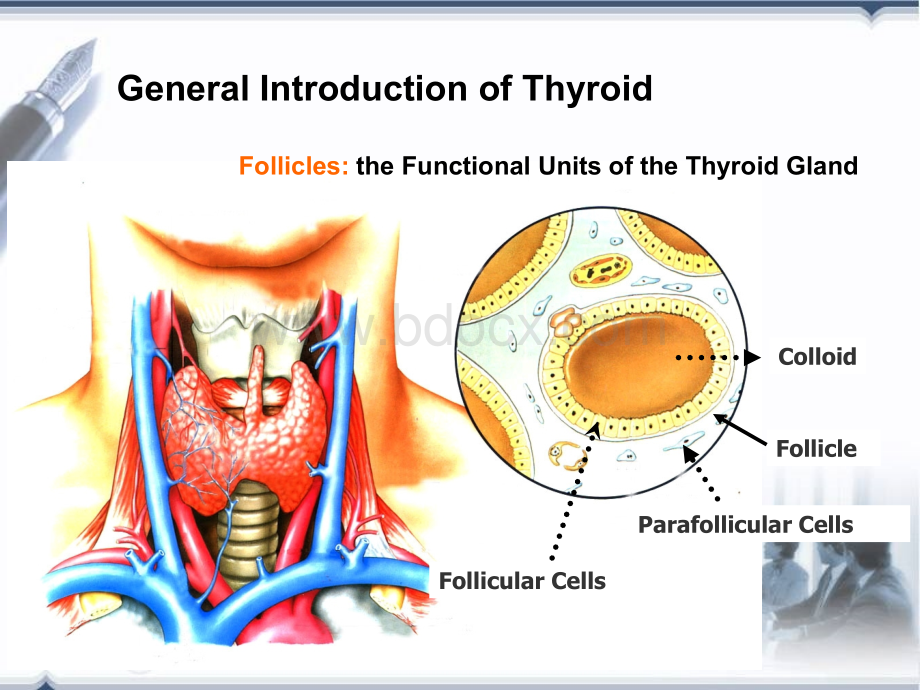 内科学英文课件：Hyperthyroidism-甲状腺功能亢进症.ppt_第2页