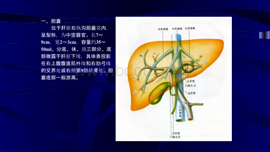 超声波诊断学医学课件《胆囊》.pptx_第3页