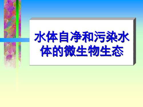 水体自净.ppt