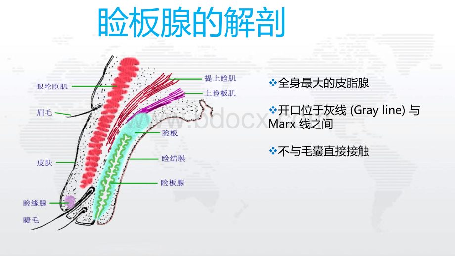 睑板腺功能障碍.ppt_第3页