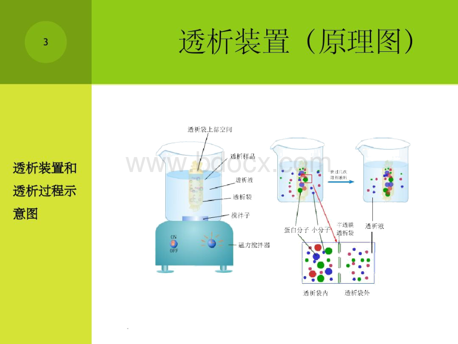 蛋白质的透析实验.docx_第3页